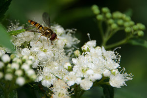 Schwebfliege.jpg Schwebfliege.jpg