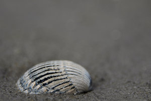 Muschel.jpg Muschel.jpg