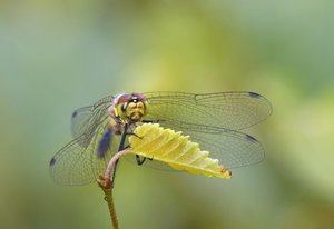 Kleine Mosaikjungfer 1.jpg