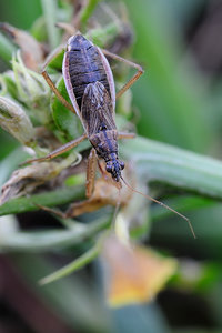 Nabis_flavomarginatus_GelbrandSichelwanze_dorsal.jpg