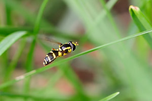 Schwebfliege_im_Flug2.jpg