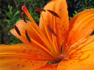 Lilie_Bildgröße ändern.jpg