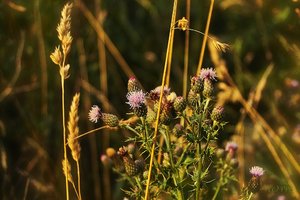 SD9 nach Nex-Tod IMG03345 psf (c) PPf.jpg