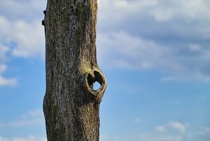 SD9 nach Nex-Tod IMG03352 psf (c) PPf.jpg