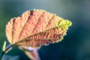 DSC09680 psf Nex 5N + Diaplan 2,8 100mm am Balgen_0001 (c) PPf.jpg