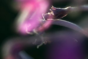 DSC09683 psf Nex 5N + Diaplan 2,8 100mm am Balgen_0001 (c) PPf.jpg