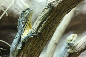 DP3M1303.jpg DP3M1303.jpg