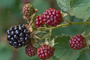 SAM_6093D.jpg SAM_6093D.jpg