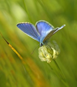 Hauhechel-Bläuling.jpg