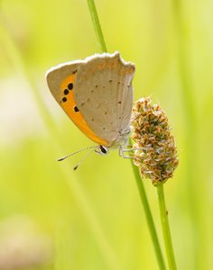 Kleiner Feuerfalter.jpg