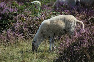 Venloer heide_IMG_5701.jpg