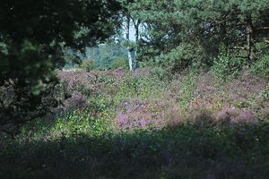 Venloer heide_IMG_5709.jpg