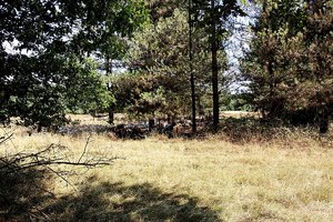 Venloer heide_IMG_9618.jpg