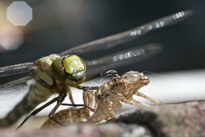 20130814_71Libellenschlupf_Mosaikjungferschlupf02.JPG