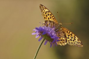 Durchleuchteter Kaisermantel (2).JPG