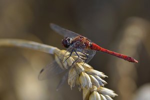 Gewöhnliche Heidelibelle (2).jpg