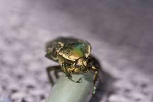 IMG_4087.jpg IMG_4087.jpg