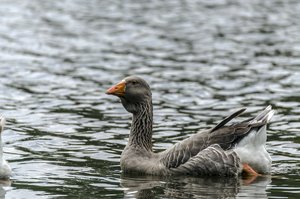 comp__DSC2565.jpg comp__DSC2565.jpg