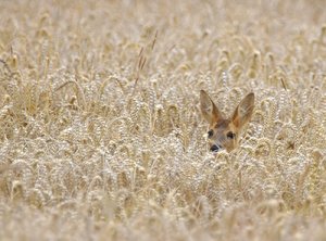 Reh im Getreidefeld.jpg