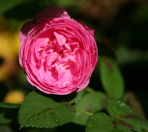 comp_Wassertropfen-anderes 058-Rose.jpg