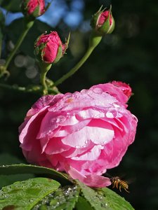 comp_Wassertropfen-anderes 039-Rose.jpg