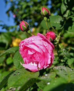 comp_Wassertropfen-anderes 054-Rose.jpg
