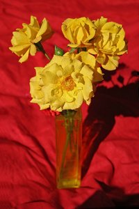 comp_Rosen-Garten 062-Goldmarie2.jpg comp_Rosen-Garten 062-Goldmarie2.jpg