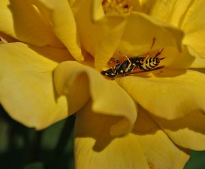 comp_Rosen-Garten 163-wespe.jpg comp_Rosen-Garten 163-wespe.jpg
