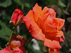 comp_Rosen-Garten 079-2.jpg