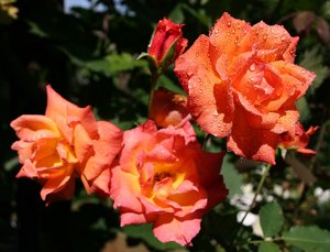 comp_Rosen-Garten 088-Liane-2.jpg