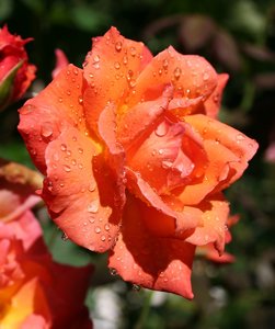 comp_Rosen-Garten 183-Liane2.jpg