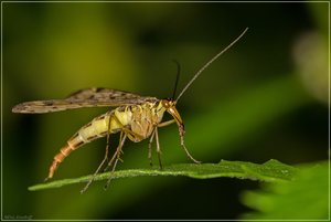 Panorpa communis.jpg