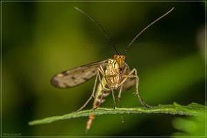 Panorpa communis2.jpg