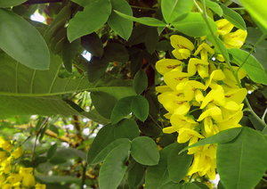 P1000048 äö_Bildgröße ändern.jpg P1000048 äö_Bildgröße ändern.jpg