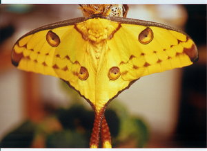 Atlasseidenspinner _Bildgröße ändern.jpg Atlasseidenspinner _Bildgröße ändern.jpg