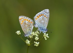Hauhechel-Bläulinge bei der Paarung.jpg