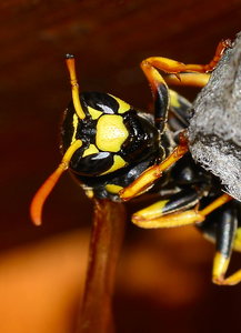 DSC_2856_copy a.jpg DSC_2856_copy a.jpg