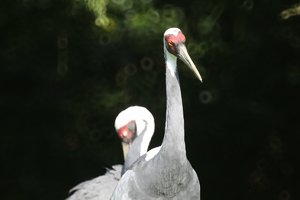 zooIMG_9533.jpg