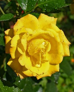 comp_Garten 024-Goldmarie.jpg