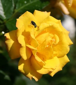 comp_Garten 087-Goldmarie.jpg