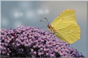 sample 1.jpg sample 1.jpg