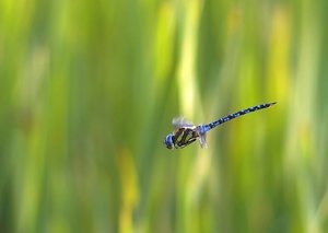 Große Königslibelle.jpg Große Königslibelle.jpg