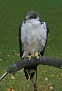 comp_Ausflug-Hellenthal 078-Falke.jpg