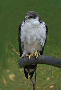 comp_Ausflug-Hellenthal 078-Falke02.jpg