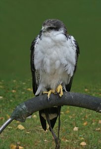 comp_Ausflug-Hellenthal 078-Falke0002.jpg