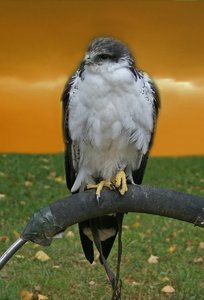 comp_Ausflug-Hellenthal 078-Falke003.jpg