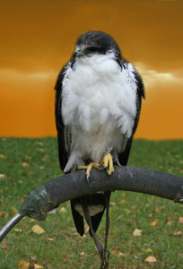 comp_Ausflug-Hellenthal 078-Falke003c.jpg