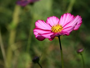 comp_Garten 054-02.jpg