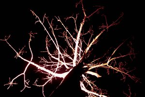 comp_nacht baum .jpg