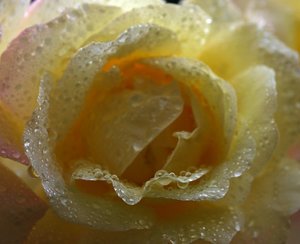 comp_Gloria dei 029.jpg